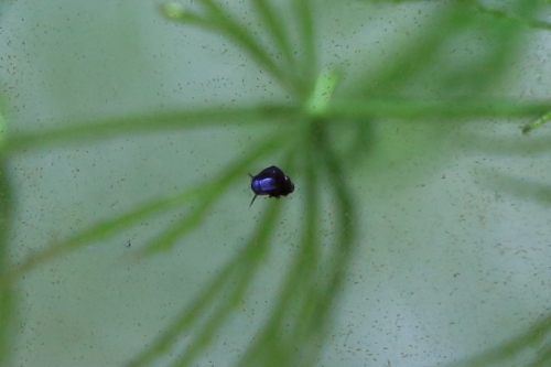 カワニナ 繁殖